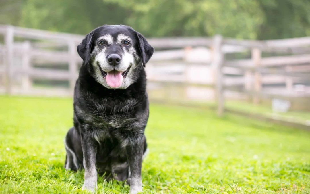 Age Related Problems In Senior Dogs