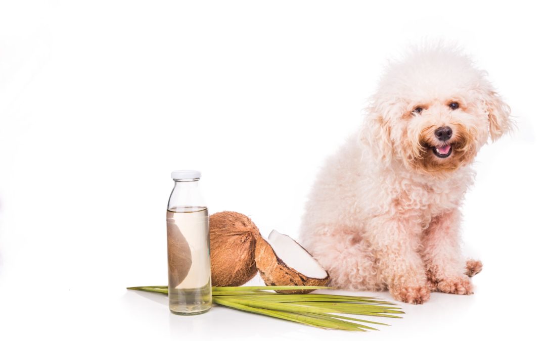 Coconut Oil for Dogs