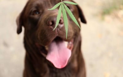 Benefits of CBD For Your Dog