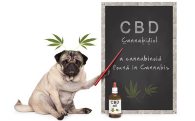 Can CBD Be Used to Treat Seizures in Dogs?