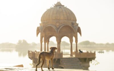 Six Countries As Dog Obsessed As The US